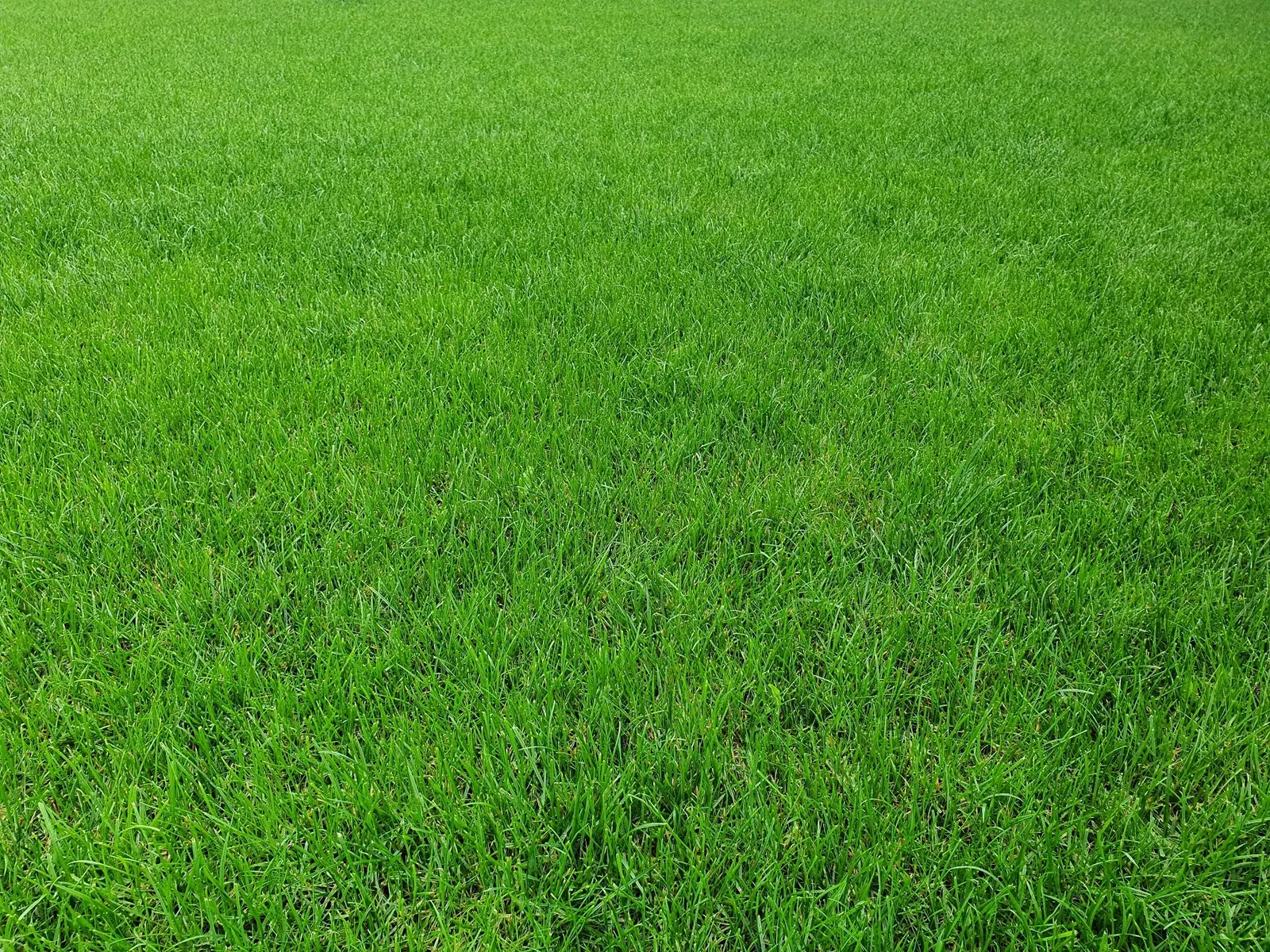 Top quality turf