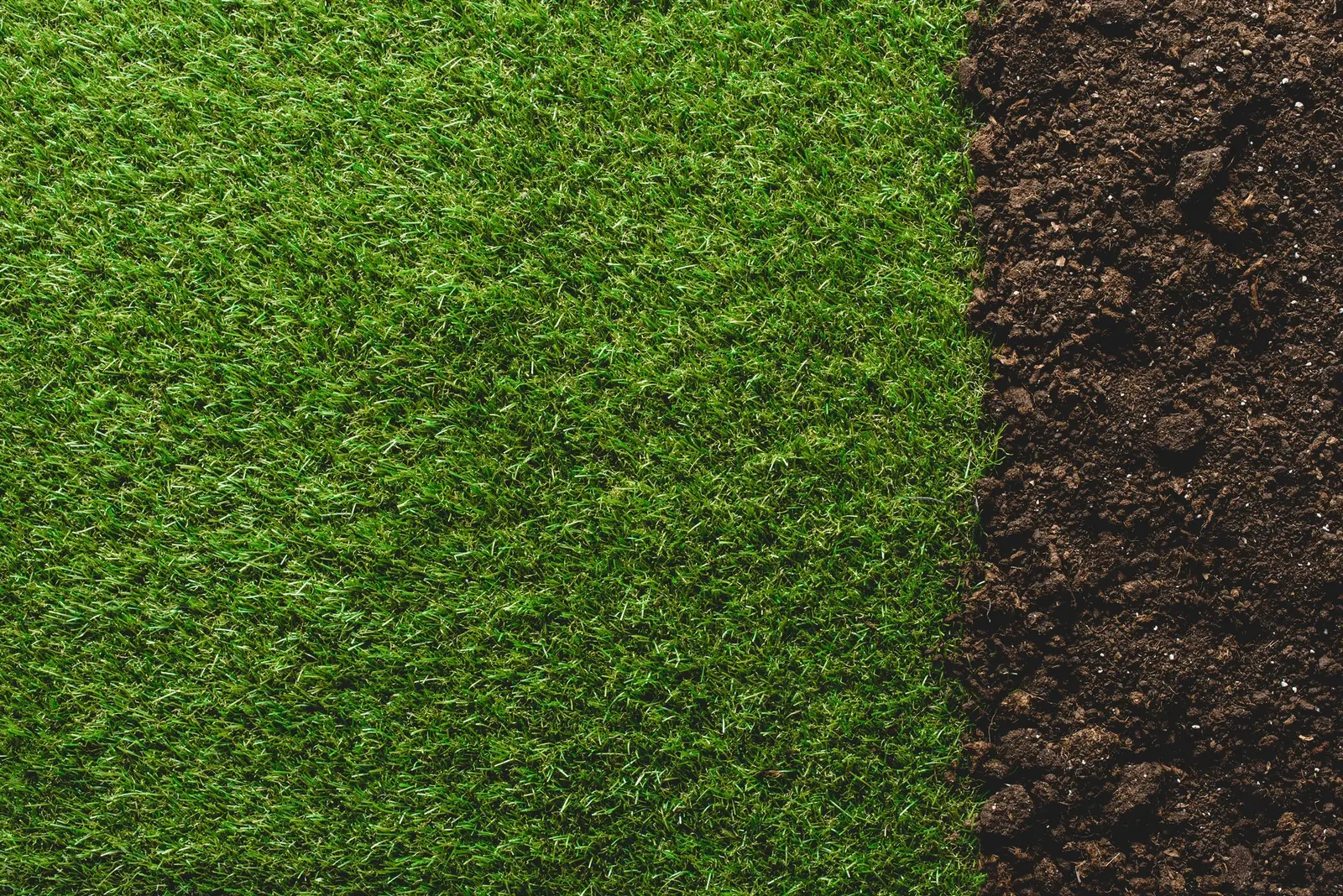 Green lawn and soil
